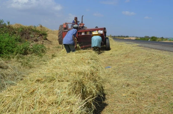 Rice Hay