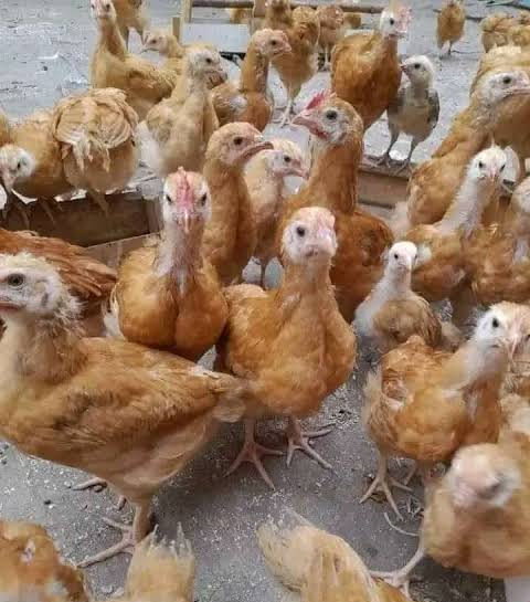 Improved 1 month kienyeji Chicks